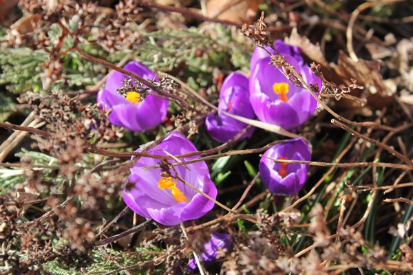 flowers